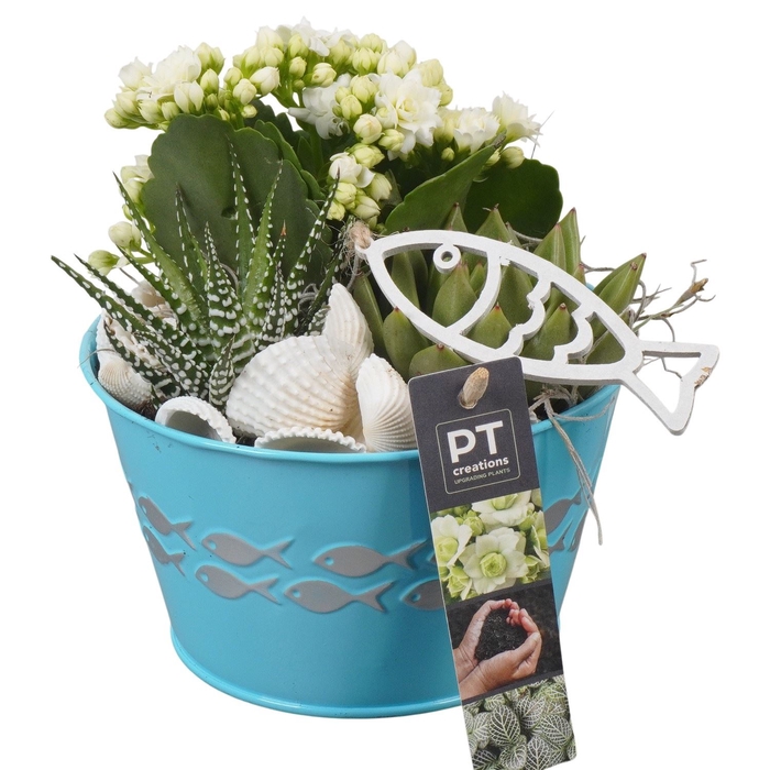 <h4>Arr.   Planten L%</h4>