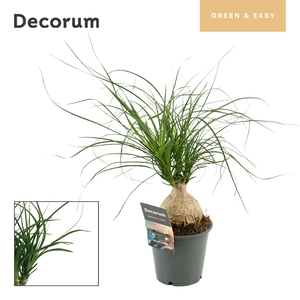 BEAUCARNEA RECUR