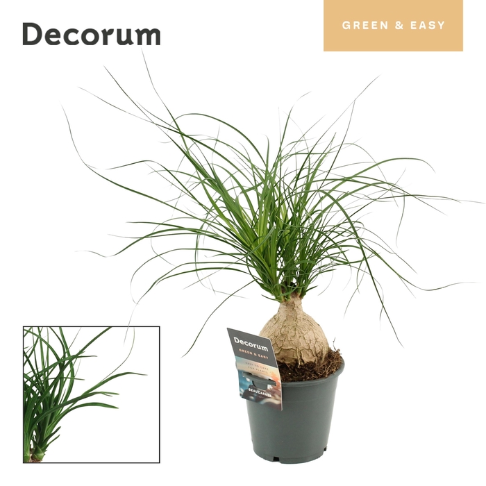<h4>BEAUCARNEA RECUR</h4>