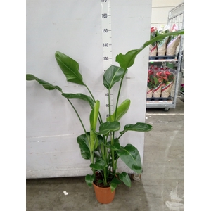 Strelitzia nicolai