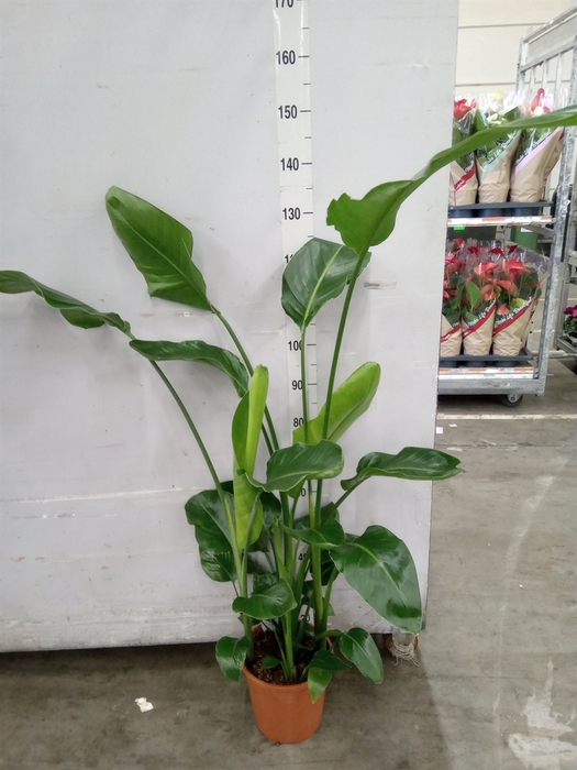 <h4>Strelitzia nicolai</h4>