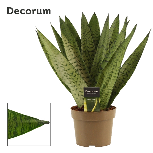 <h4>Sansevieria Zeylanica Fan 14 cm (Decorum)</h4>