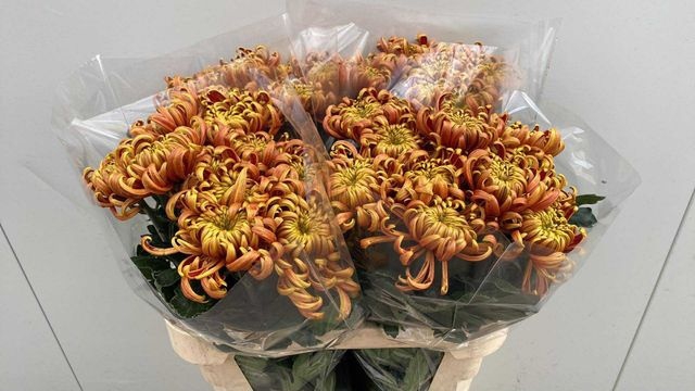 <h4>CHR G FUEGO</h4>