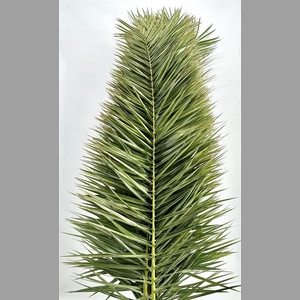 Phoenix Leaves 150cm P Stem