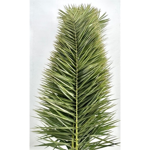 Phoenix Leaves 150cm P Stem
