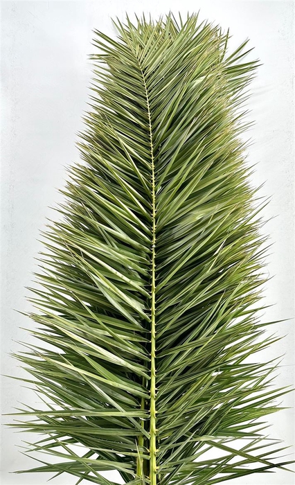 <h4>Phoenix Leaves 150cm P Stem</h4>