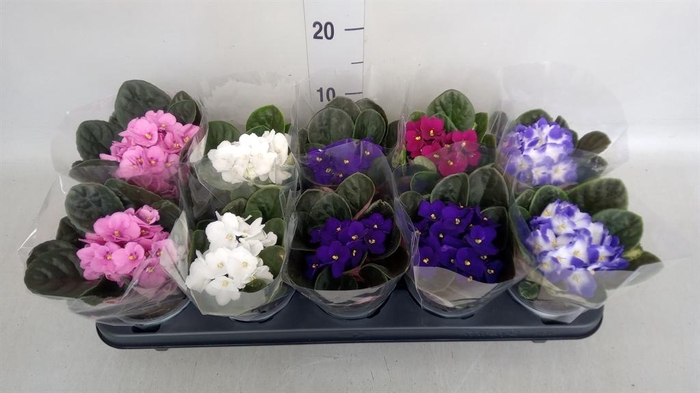 <h4>Saintpaulia   ...</h4>