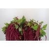 Amaranthus caudatus 'Red Cord'
