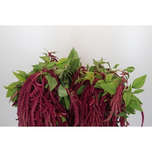 Amaranthus caudatus 'Red Cord'