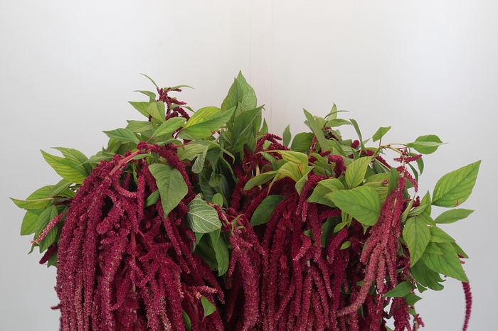 <h4>Amaranthus caudatus 'Red Cord'</h4>