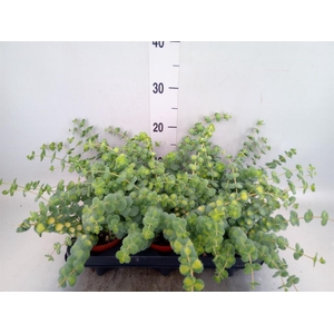 Sedum sieboldii 'Mediovariegatum'
