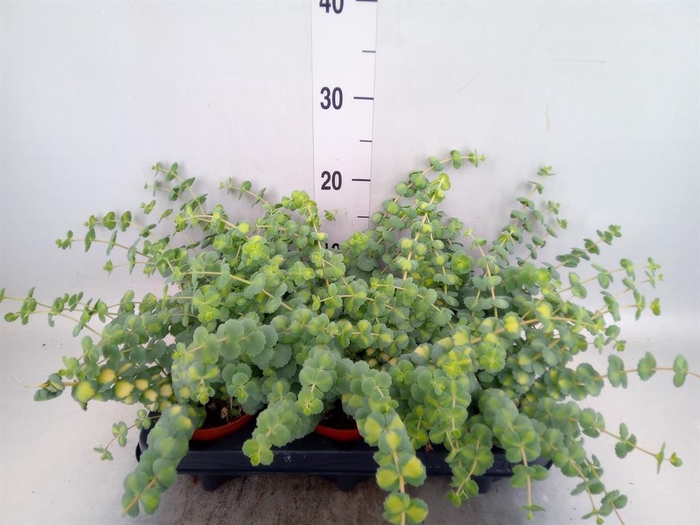 <h4>Sedum sieboldii 'Mediovariegatum'</h4>