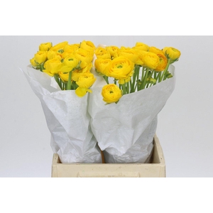 Ranunculus Clooney Yellow