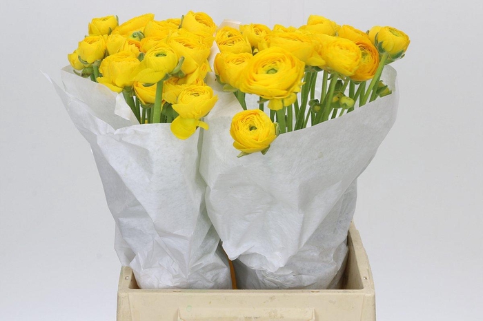 <h4>Ranunculus Clooney Yellow</h4>