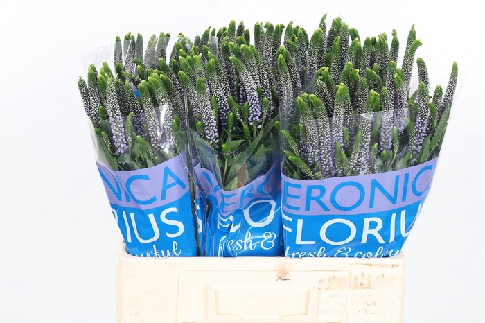 <h4>Veron Smart June Milka</h4>
