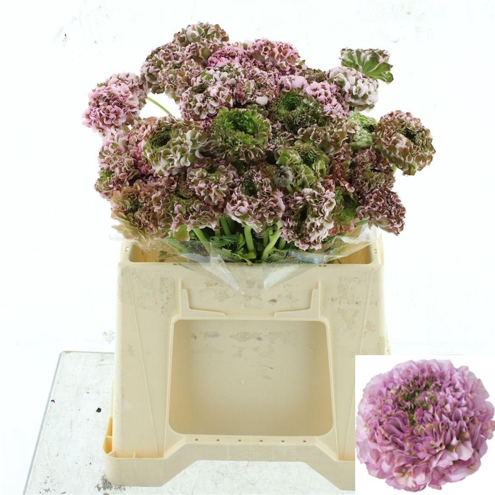 <h4>RAN PON PON AURORA</h4>