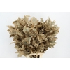 QUERC RUBRA 80CM FROST APRICOT