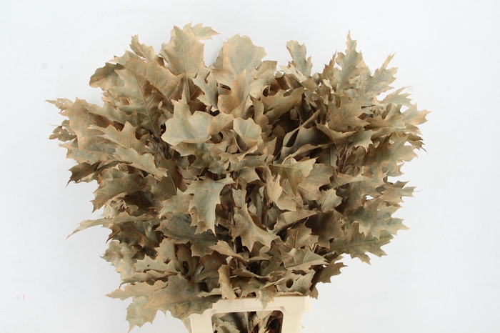 QUERC RUBRA 80CM FROST APRICOT