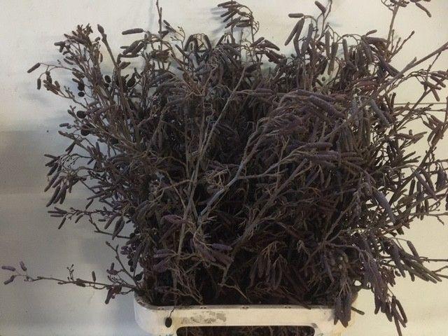 <h4>ALNUS GLUTINOSA</h4>