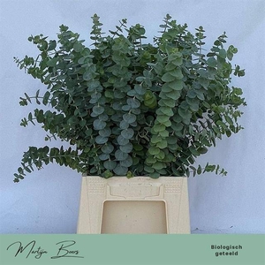 Euc. Baby Blue (Per stem)