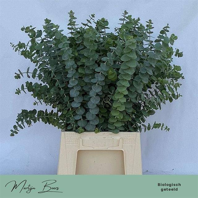 <h4>Euc. Baby Blue (Per stem)</h4>