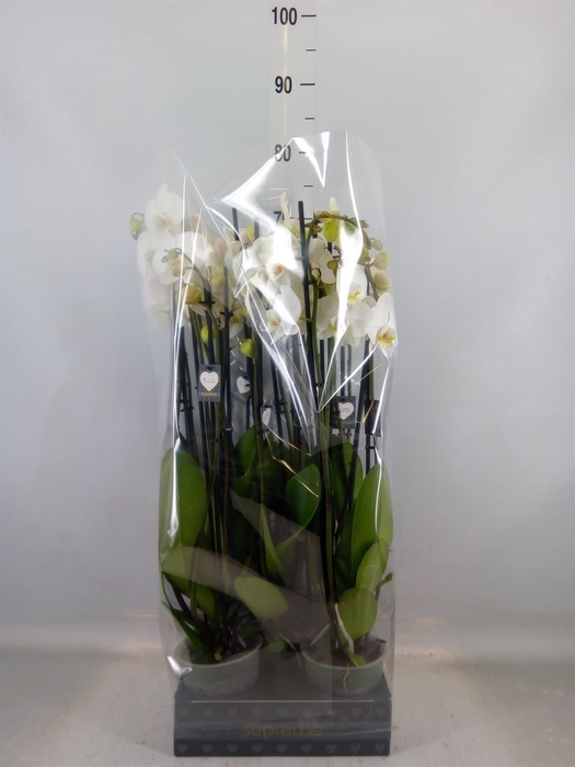<h4>Phalaenopsis   ...white</h4>