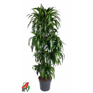 Dracaena fragrans 'Hawaiian Sunshine' (toef)