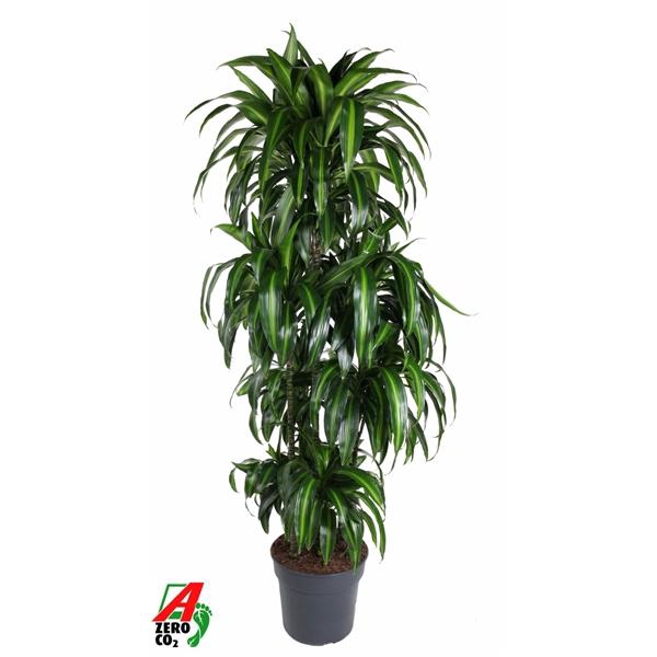 <h4>Dracaena fragrans 'Hawaiian Sunshine' (toef)</h4>