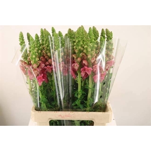 ANTIR POTO CHER ROSE