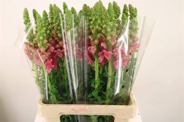 <h4>ANTIR POTO CHER ROSE</h4>