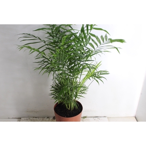 CHAMAEDOREA ELEGANS P17