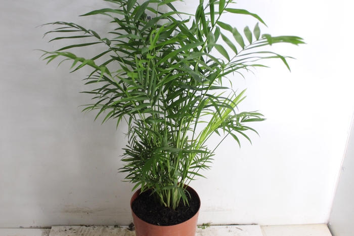 <h4>CHAMAEDOREA ELEGANS P17</h4>