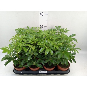 Schefflera arbor. 'Luseana'