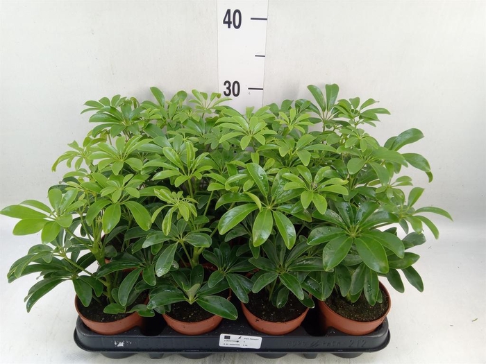 <h4>Schefflera arbor. 'Luseana'</h4>