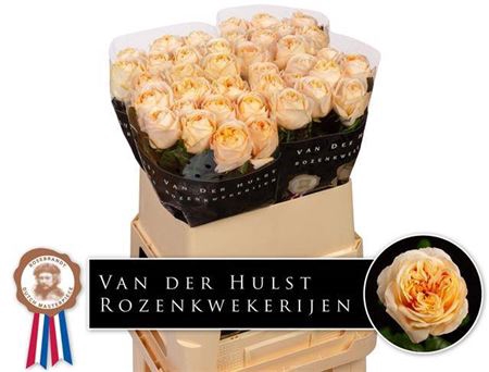<h4>Rosa a grande fleur London Tower</h4>