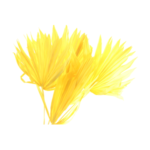 Palm Sun Yellow