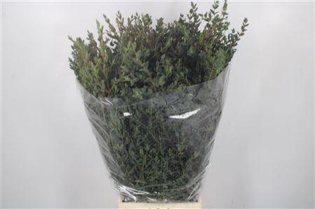 <h4>Euc Parvifolia Per Bunch 300 Gram Ex</h4>