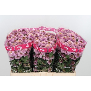 Chr San Aaa Doria Pi