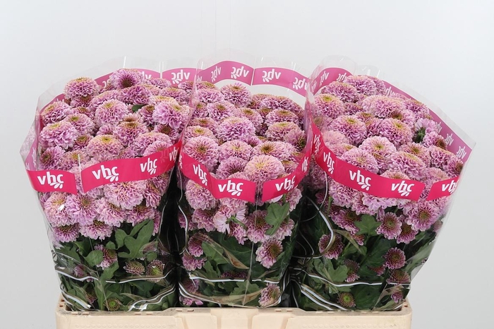 <h4>Chr San Aaa Doria Pi</h4>