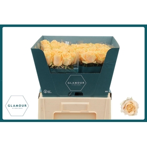 R Gr Avalanche Peach