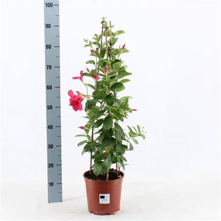 Mande Summerst Pink