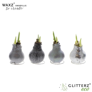 arr4 Amaryllis VH - Waxz Create Silver