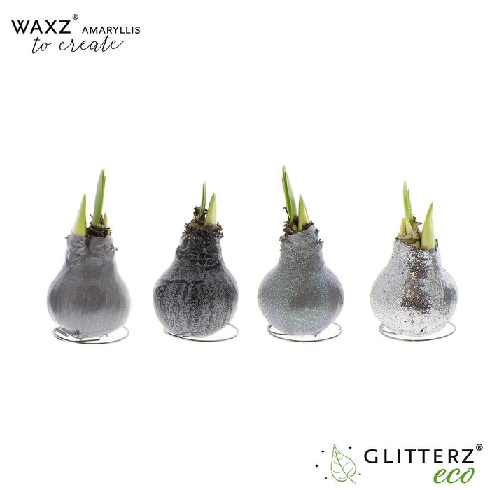 <h4>arr4 Amaryllis VH - Waxz Create Silver</h4>