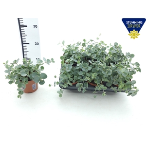 SEDUM SIEBOLDII