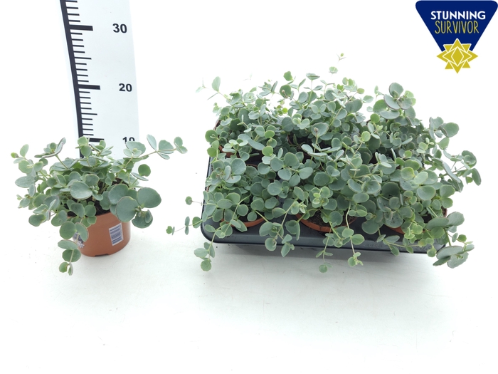 <h4>SEDUM SIEBOLDII</h4>