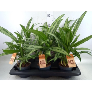 Aglaonema  'Cutlass'