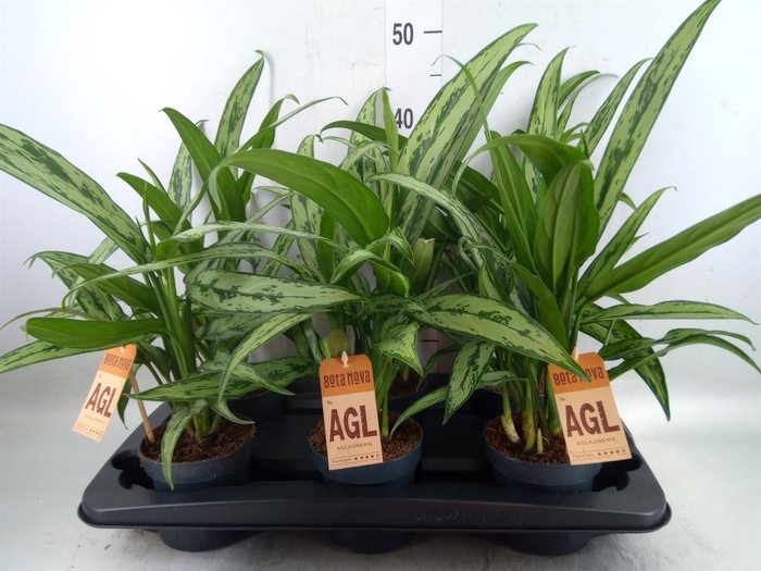 <h4>Aglaonema  'Cutlass'</h4>
