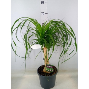 Beaucarnea recurvata