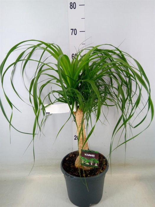 <h4>Beaucarnea recurvata</h4>