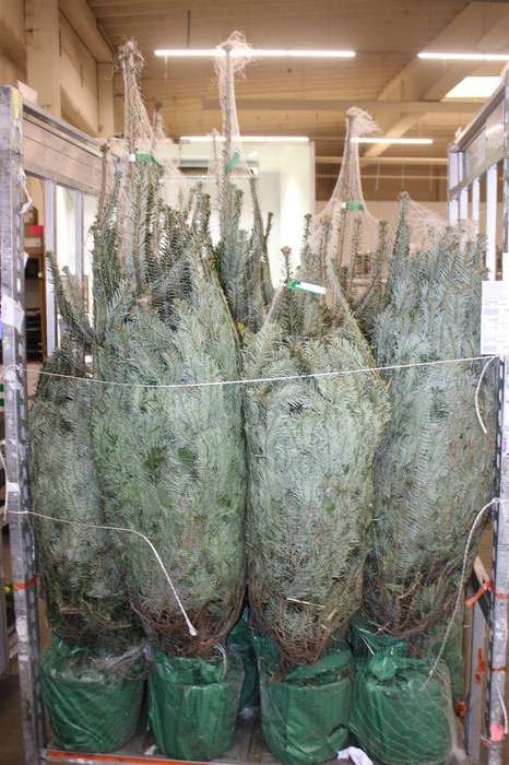 <h4>Abies Nordmanniana</h4>